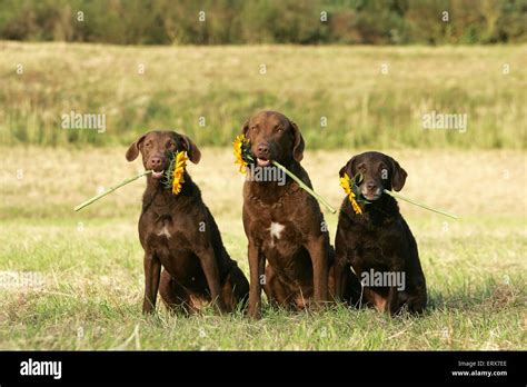 Chesapeake bay dog hunting hi-res stock photography and images - Alamy