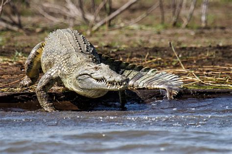 Buaya Danau Chamo Ethiopia Foto Stok Unduh Gambar Sekarang Air