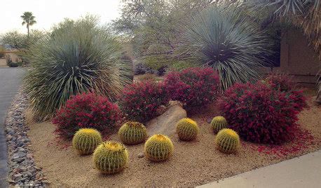 Southwest Native Plants: Tips From the Experts