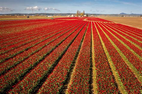 Colorful Tulip Fields Blooming In The Skagit Valley Of Western