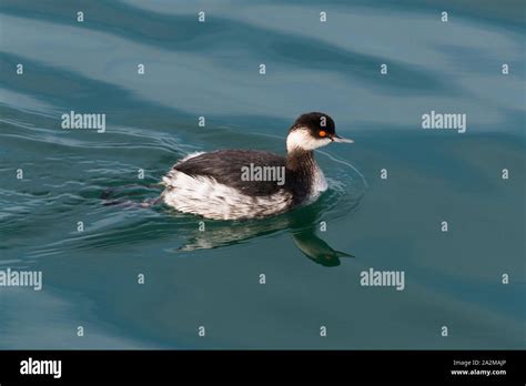 Black Necked Grebe Podiceps Nigricollis Hi Res Stock Photography And