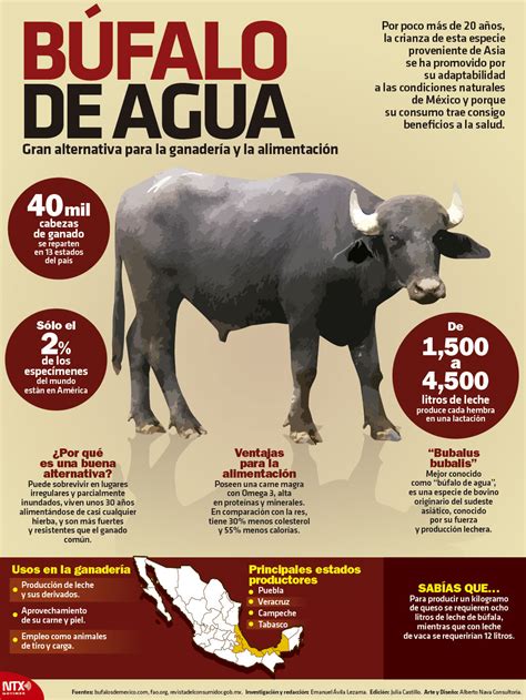 Hoy Tamaulipas Infografía Búfalo De Agua