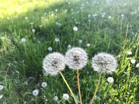 Ellipses In Nature