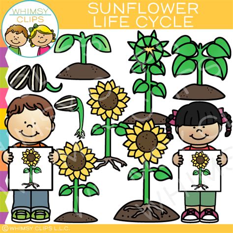 Sunflower Life Cycle Clip Art Images And Illustrations Whimsy Clips