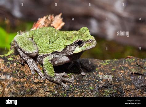 Eastern Gray Tree Frog Hyla Versicolor Usa Stock Photo Alamy