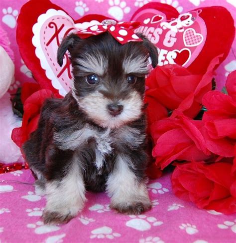 Miniature Toy Teacup Schnauzers For Sale Toy Teacup Miniature Schnauzer Puppies Schnauzer