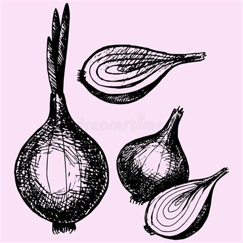 Silueta De La Cebolla Del Bulbo Negro En Blanco Ilustraci N Del Vector