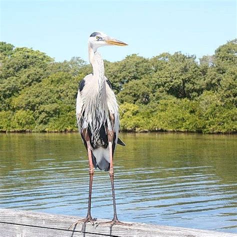 Love the never ending variety of wild life on Anna Maria Island ...