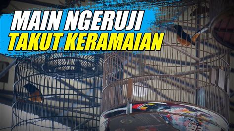 MURAI BATU Main Ngeruji Takut Keramaiyan YouTube