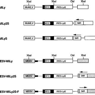 Schematic Representation Of The Retroviral Vector Constructs Not Drawn