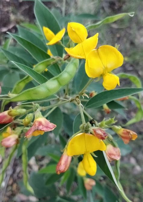 Pigeon Pea Cajanus Cajan Local Seeds