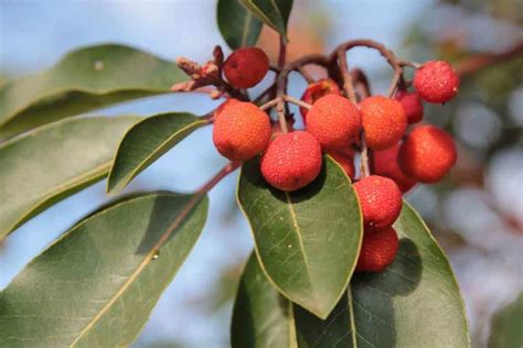 Arbutus Unedo Growing And Care