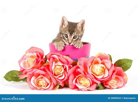 Kitten with roses stock photo. Image of flowers, pets - 20890564