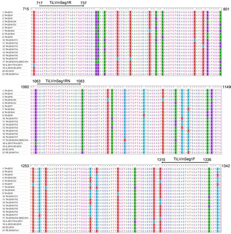 Multiple Nucleotide Sequence Alignments Of TiLV Segment 1 PB1 Genes Of