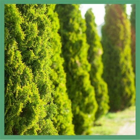 Туя купить в Харькове по оптимальным ценам | Питомник растений и ...