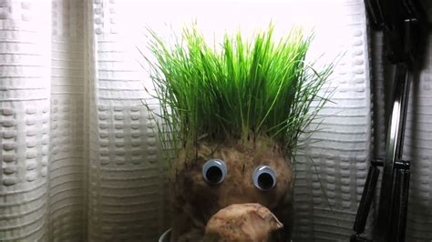 Grass Head Time Lapse Youtube