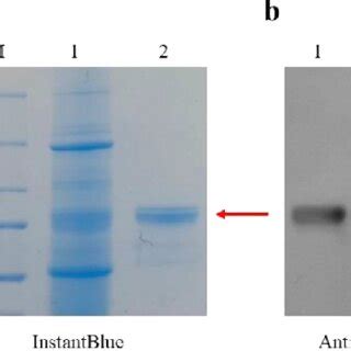 Sds Page And Western Blot Analysis Of Plant Produced Ace His The