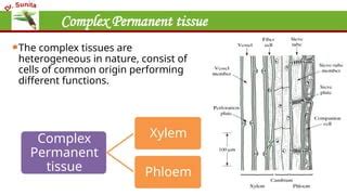 xylem complex permanent tissue  plants pptx