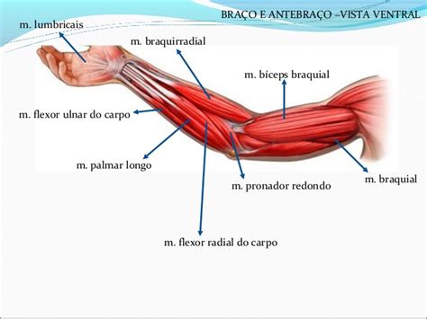 anatomia musculo braço Anatomia I