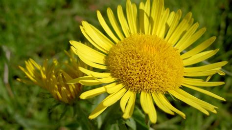 Macro Photography Of Yellow Sunflower HD Wallpaper Wallpaper Flare