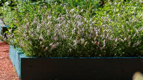 9 Tips For Growing Abundant Herbs In Raised Beds