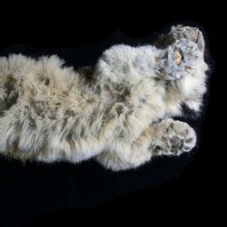 'Unique' Ice Age lion cubs found well-preserved in Siberian permafrost ...