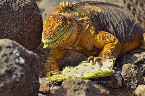 Galapagos Land Iguana Conolophus Subcristatus Galapagos Islands