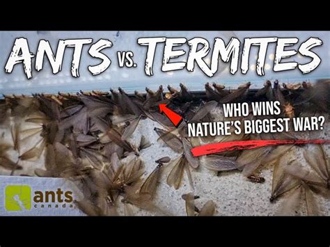 Termites Vs Ants War