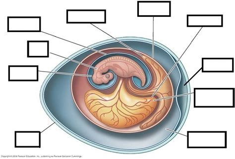 Amniotic Egg Diagram Diagram Quizlet