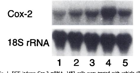 Figure 1 From Retinoids Suppress Epidermal Growth Factor Induced