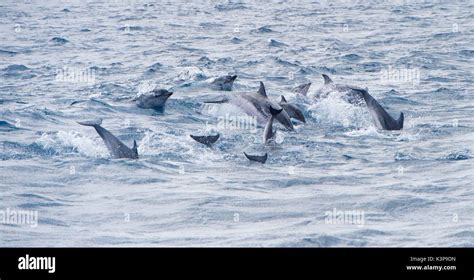 A Pod Of Striped Dolphins Swimming In The Atlantic Ocean In The Strait