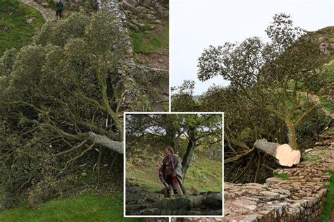 Teen Boy Arrested For Deliberate Act Of Chopping Down Iconic Robin