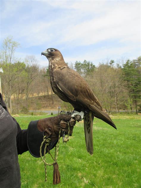 Gallery Raptor Hill Falconry