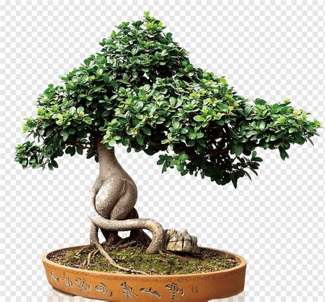 Green Bonsai Tree On Brown Pot Sageretia Theezans Houseplant Flowerpot