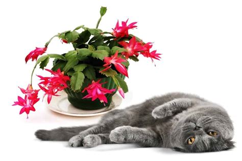 Is Christmas Cactus Poisonous To Cats? - Gardening Dream