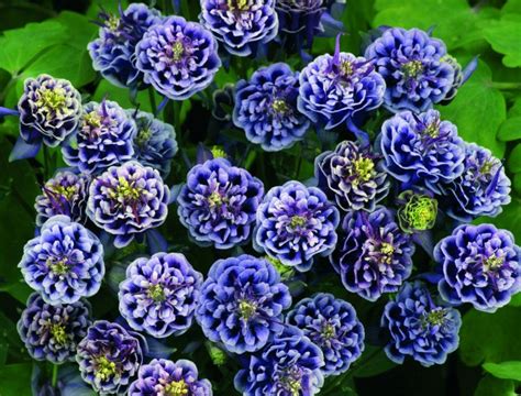 Pin on Stauder/perennials