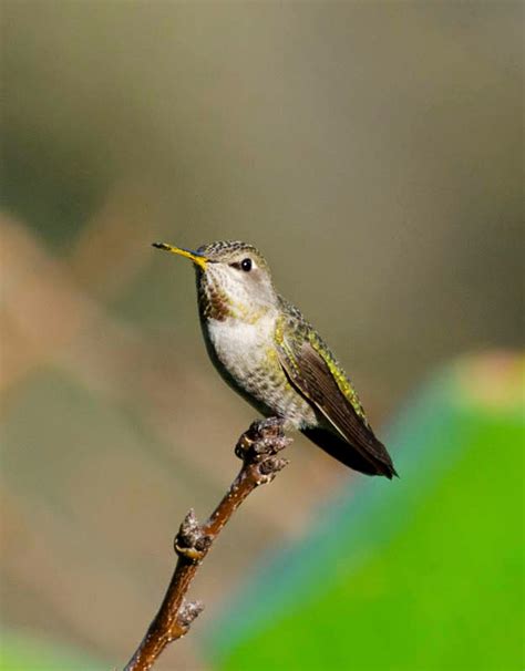 The Wayward Hawaiian: The Allen's Hummingbirds are Back