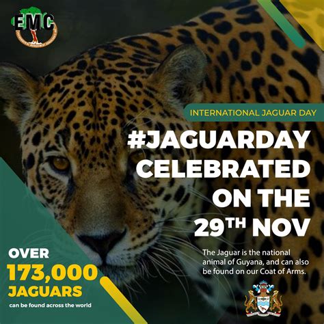 International Jaguar Day: Saving the Spots! – ENVIRONMENTAL MANAGEMENT ...