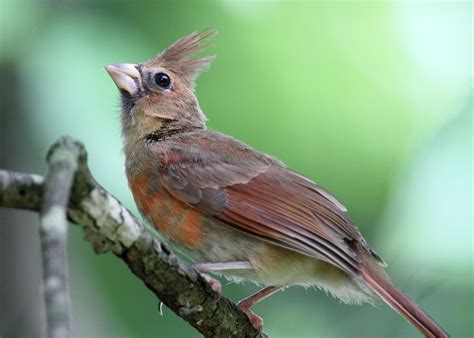 Northern Cardinal | Audubon Field Guide