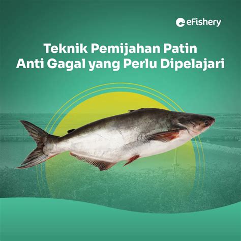 Teknik Pemijahan Patin Anti Gagal Yang Perlu Dipelajari