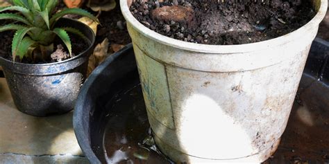 Mosquito Treatment For Standing Water Effective Strategies And Expert Solutions For Mosquito