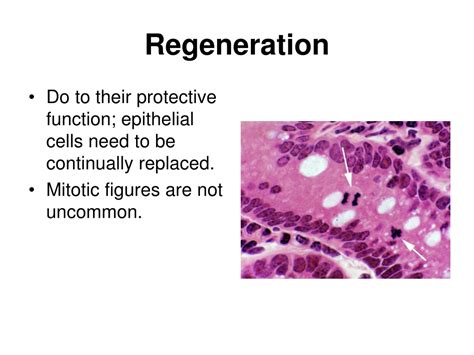 Ppt Tissues And A Introduction To The Epithelium Powerpoint