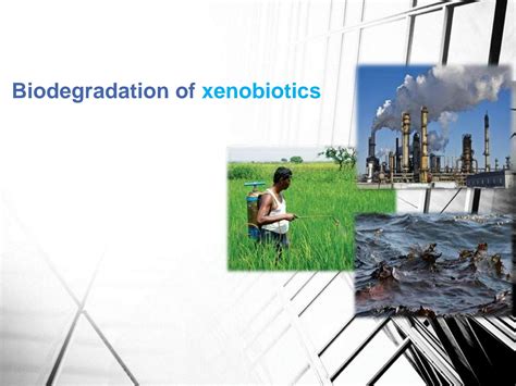 Solution Biodegradation Of Xenobiotics Studypool