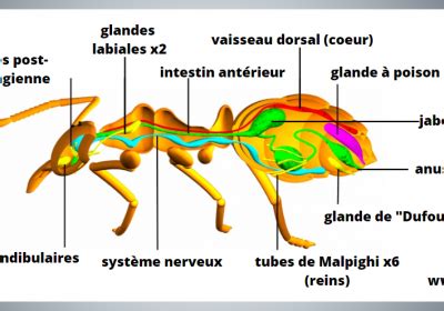 Fourmis Nos Conseils Et Astuces SOLUTY