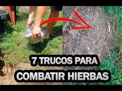 Cómo quitar malas hierbas del jardín