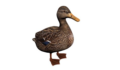 3d Model Duck Realistic Modeled Turbosquid 1549951