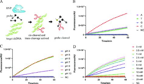 Optimization Of Conditions For Trans Cleavage A Schematic Diagram Of Download Scientific