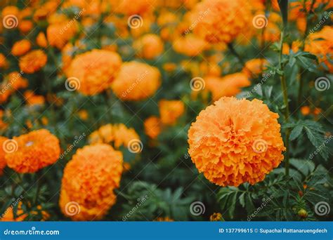 Orange marigold flowers stock image. Image of green - 137799615