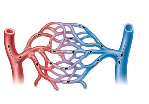 capillaries Diagram | Quizlet