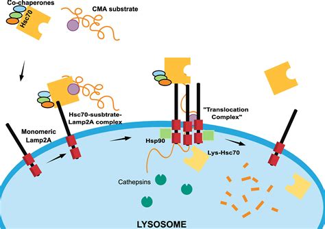 Frontiers Chaperone Mediated Autophagy Substrates And Components In